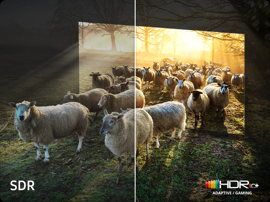 Овцы выходят из телевизора Neo QLED. Существует сравнение качества цвета и яркости SDR и HDR 10+ ADAPTIVE/GAMING.