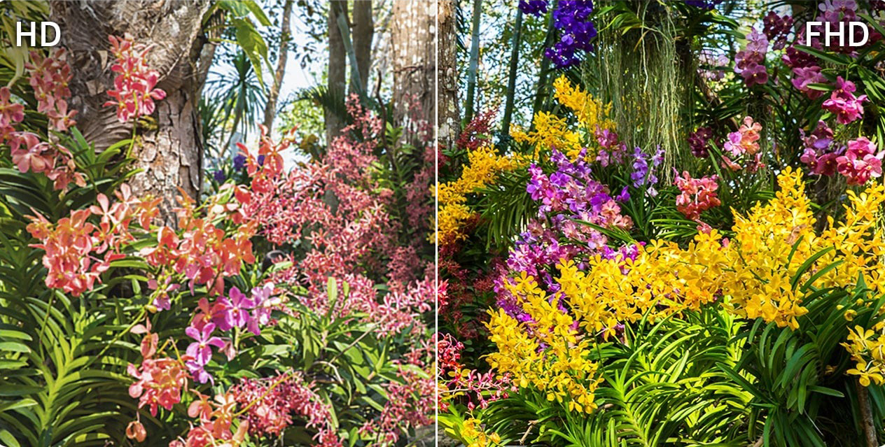 Сцена с растениями и цветами показана в приглушенных цветах на экране HD.